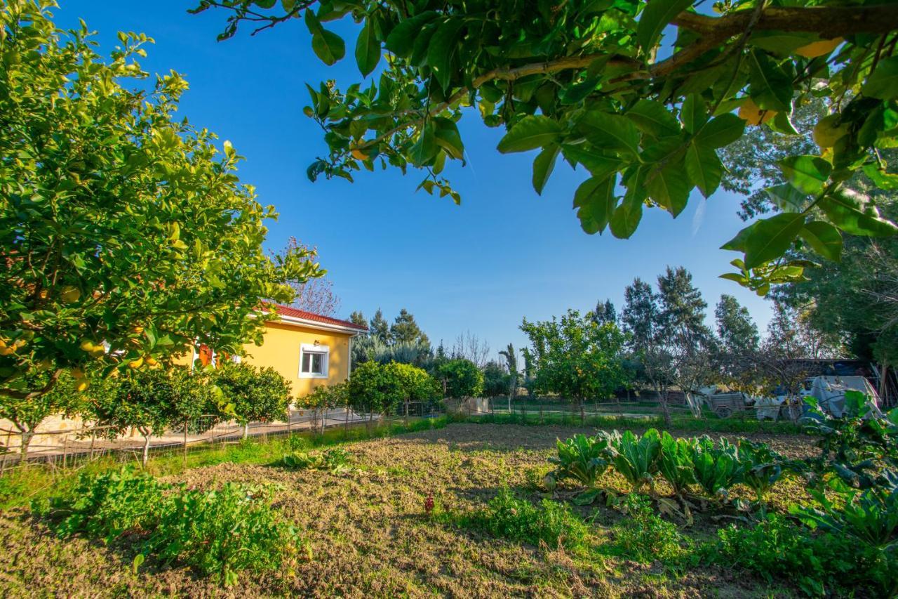 Loukas Farm House Agios Kirikos  Exterior photo