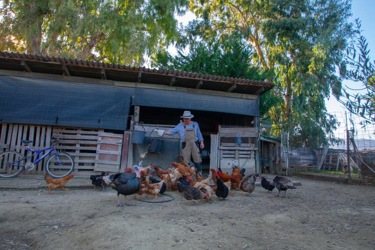 Loukas Farm House Agios Kirikos  Exterior photo