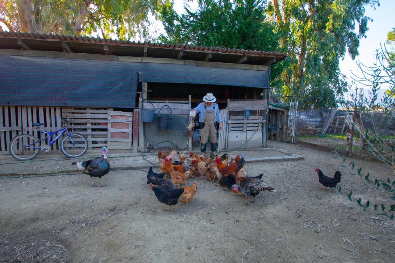 Loukas Farm House Agios Kirikos  Exterior photo
